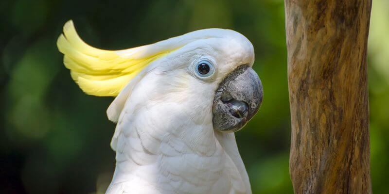 papuga kakadu - jaki charakter ma ptak kakadu?