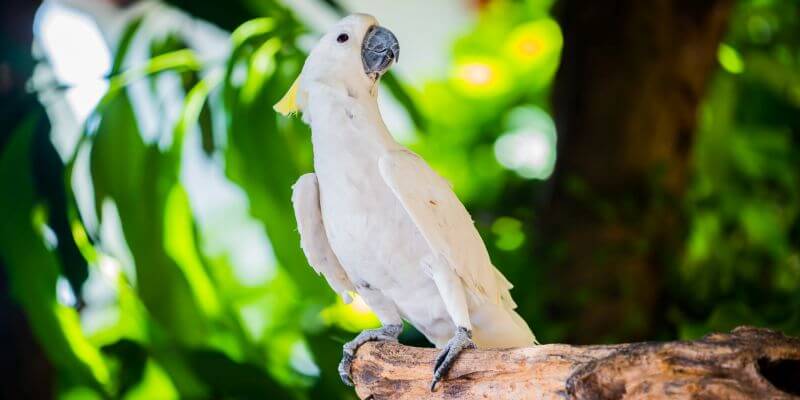 papuga kakadu - ptak wywodzący się z australii i azji wschodniej