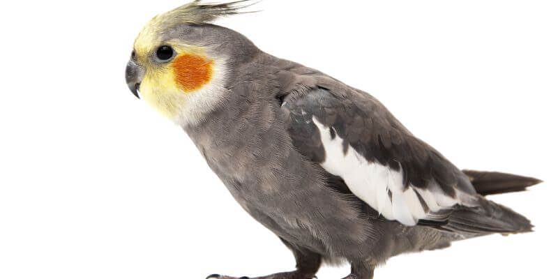 papuga nimfa - jak wyglądają papugi nimfy