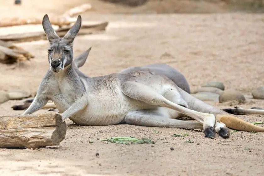 zoo atlanta kangur