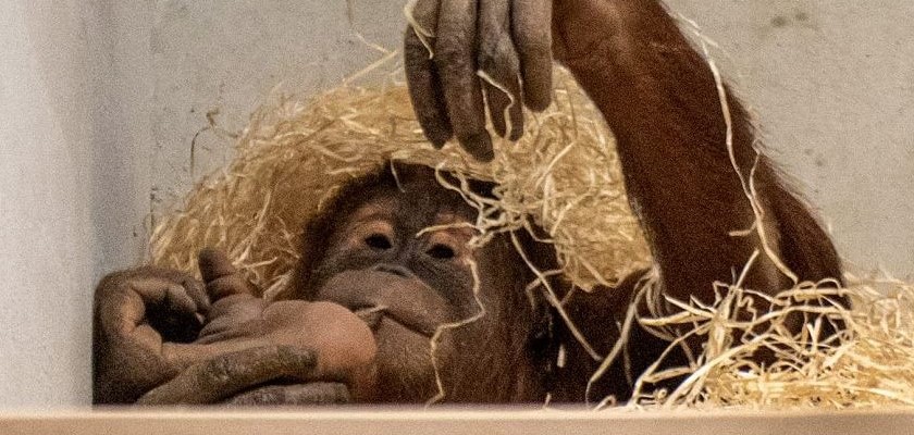 Zoo Łódź orangutany