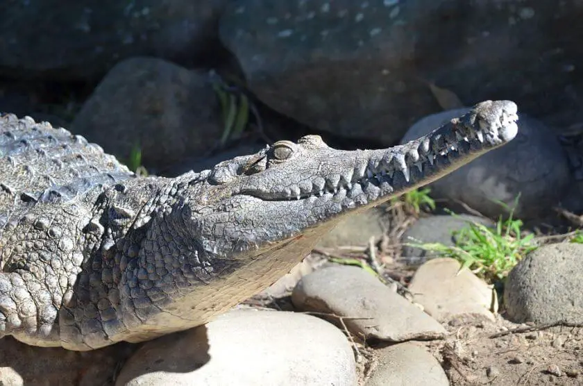 Australia Zoo krokodyl