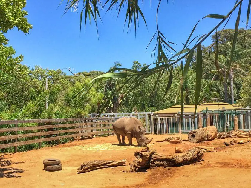 australia zoo nosorożec