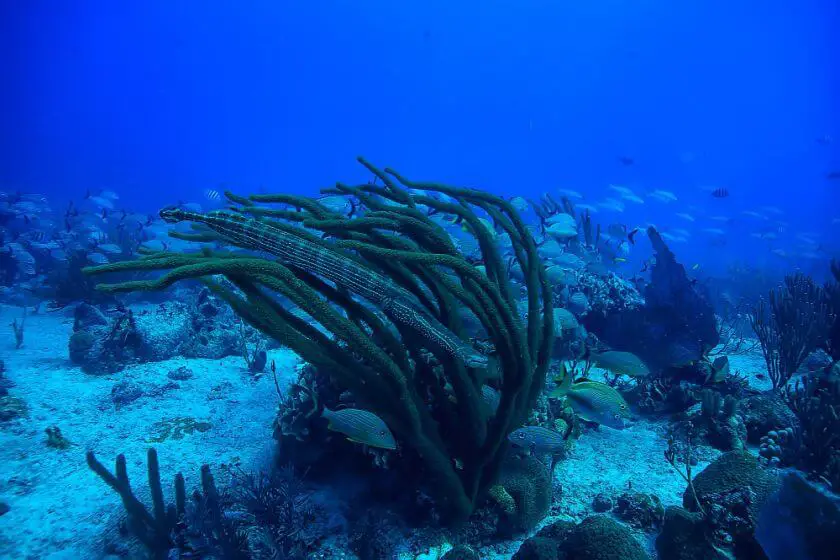 Bali nurkowanie podwodny świat