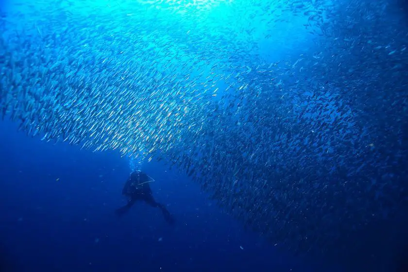 Bali nurkowanie ryby