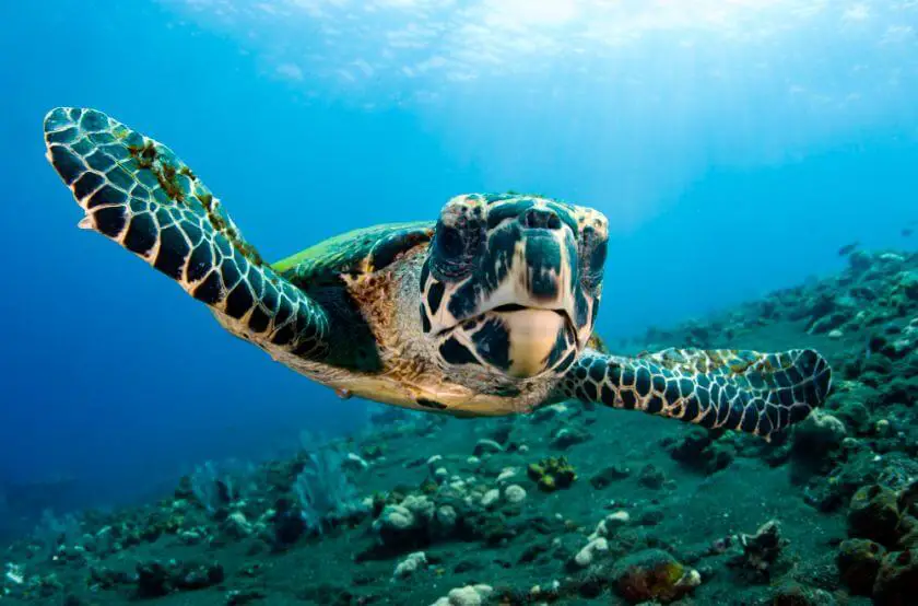 Bali nurkowanie żółw