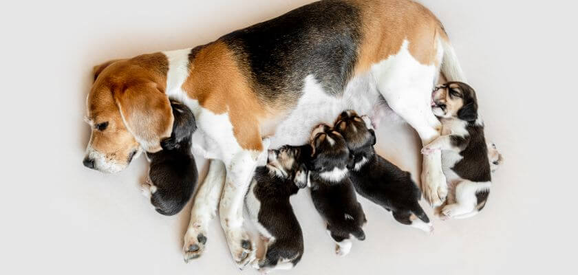 beagle – hodowla. gdzie kupić rasowego szczeniaka tej rasy?