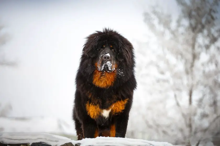 chińskie rasy psów mastif tybetański