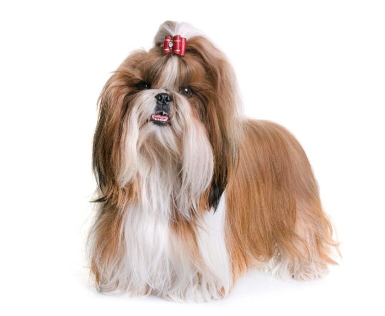 Chińskie rasy psów – lista ras, zdjęcia, opis