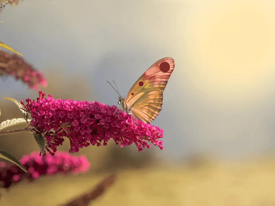 motyl