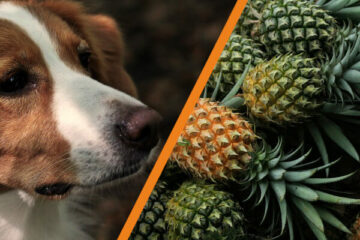 Czy pies może jeść ananasa
