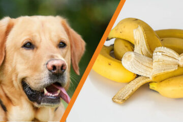 Czy pies może jeść banana