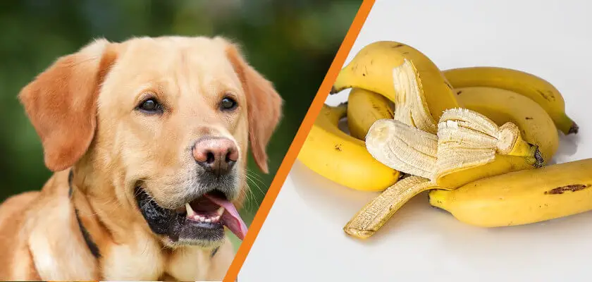 czy pies może jeść banana