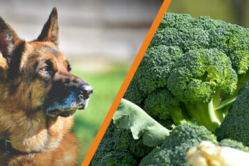 Czy pies może jeść brokuły