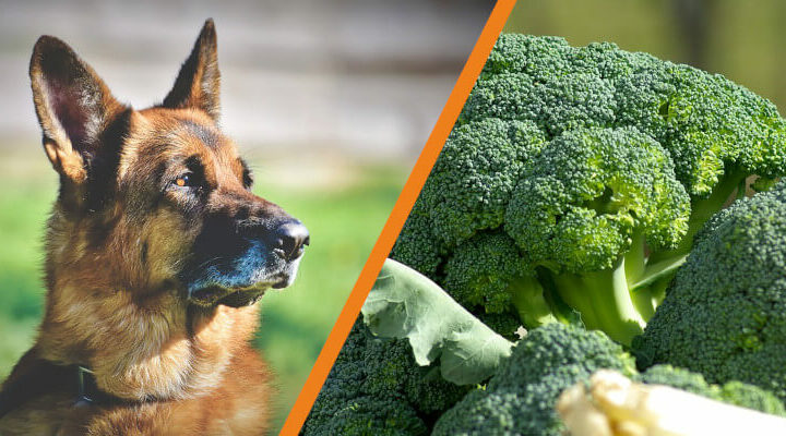 Czy pies może jeść brokuły