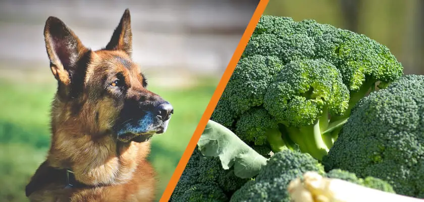 czy pies może jeść brokuły