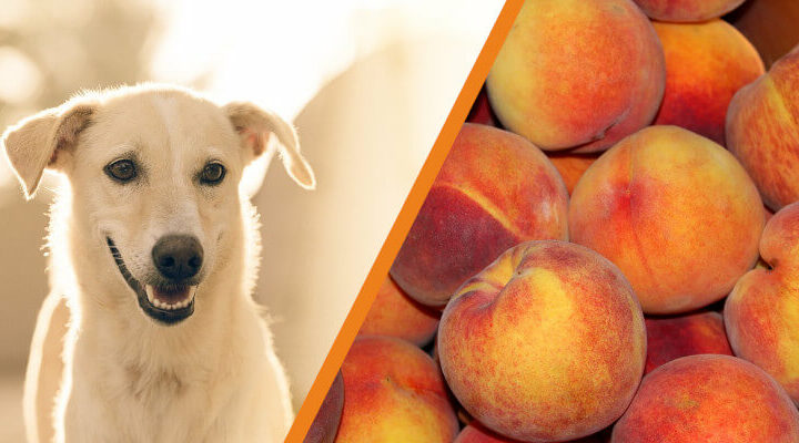 Czy pies może jeść brzoskwinie