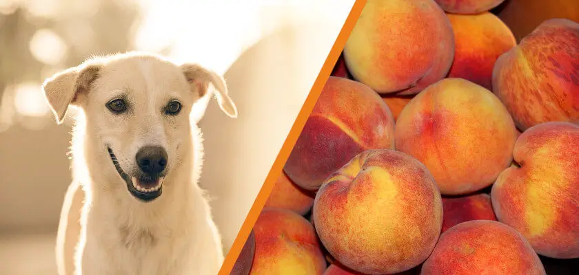 Czy pies może jeść brzoskwinie