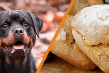 Czy pies może jeść chleb