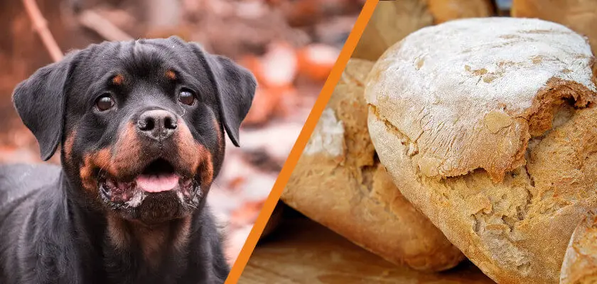 czy pies może jeść chleb