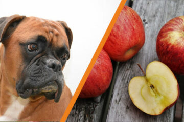 Czy pies może jeść jabłko