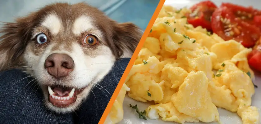 czy pies może jeść jajecznicę