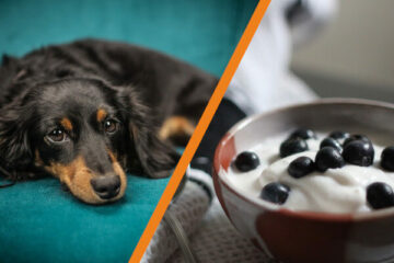 czy pies może jeść jogurt naturalny