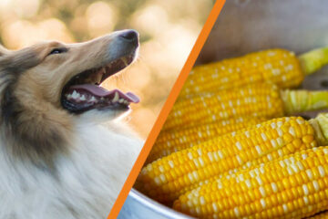 Czy pies może jeść kukurydzę