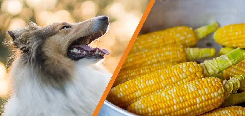czy pies może jeść kukurydzę