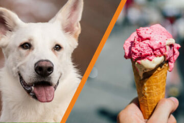 Czy pies może jeść lody