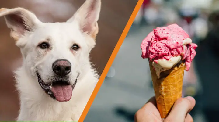 Czy pies może jeść lody