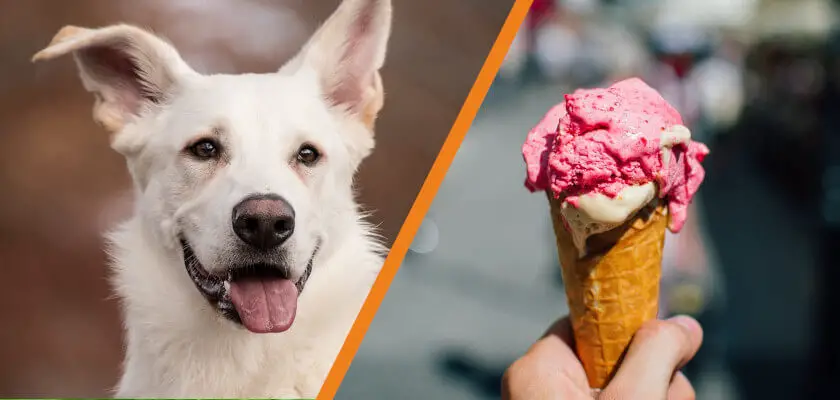 czy pies może jeść lody