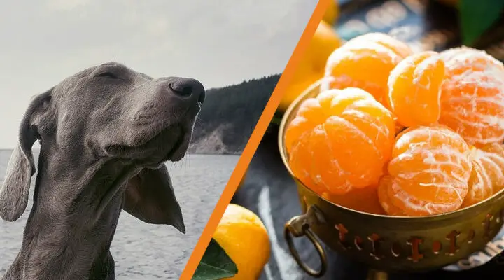 Czy pies może jeść mandarynki