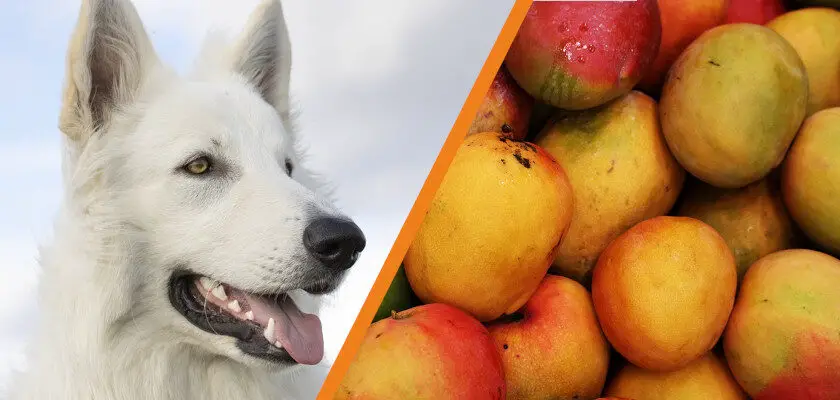 czy pies może jeść mango