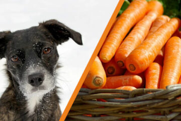 Czy pies może jeść marchew