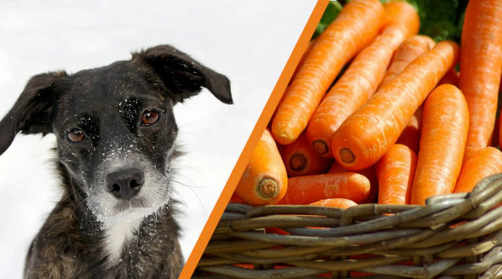 Czy pies może jeść marchew
