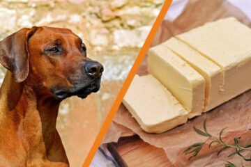 Czy pies może jeść masło
