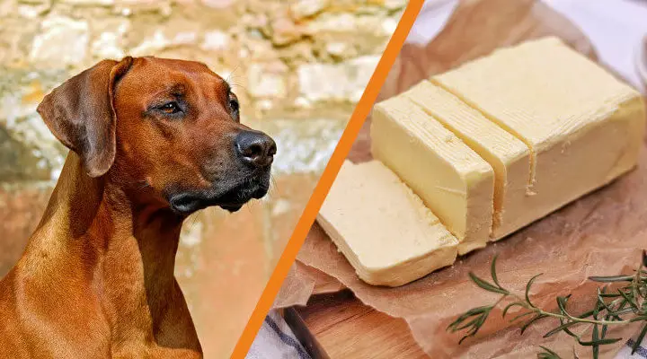 Czy pies może jeść masło