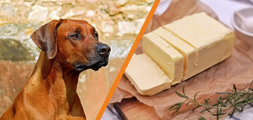 czy pies może jeść masło