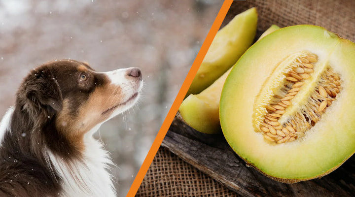 Czy pies może jeść melona