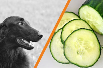 Czy pies może jeść ogórki