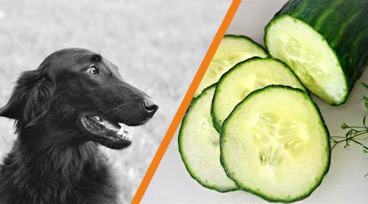 Czy pies może jeść ogórki