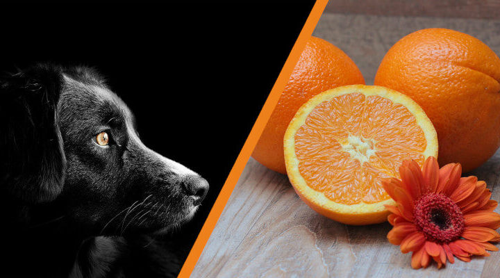 czy pies może jeść pomarańcze