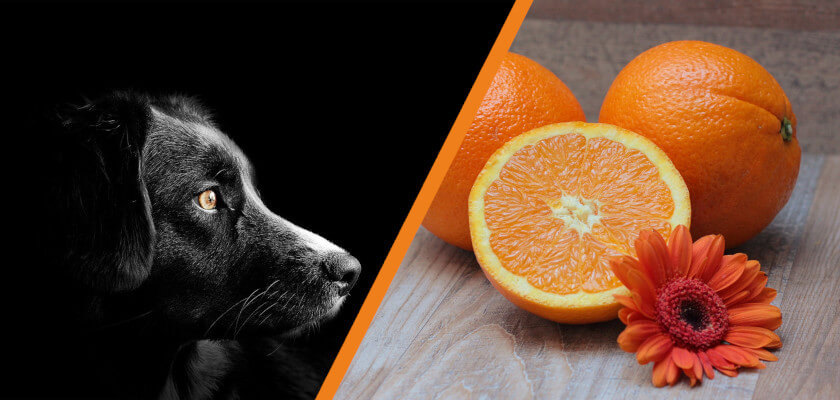 czy pies może jeść pomarańcze