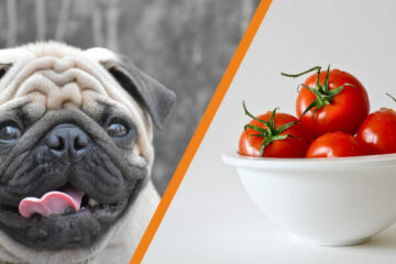 Czy pies może jeść pomidora