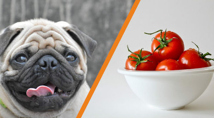 Czy pies może jeść pomidora