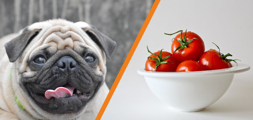 czy pies może jeść pomidora