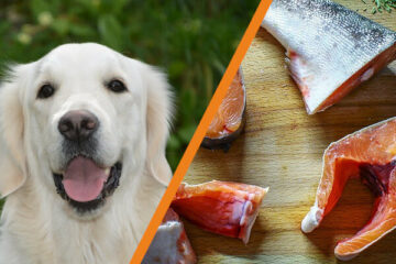 Czy pies może jeść rybę
