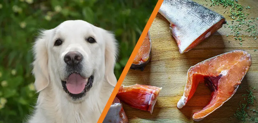 czy pies może jeść rybę