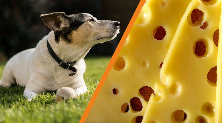 Czy pies może jeść ser żółty